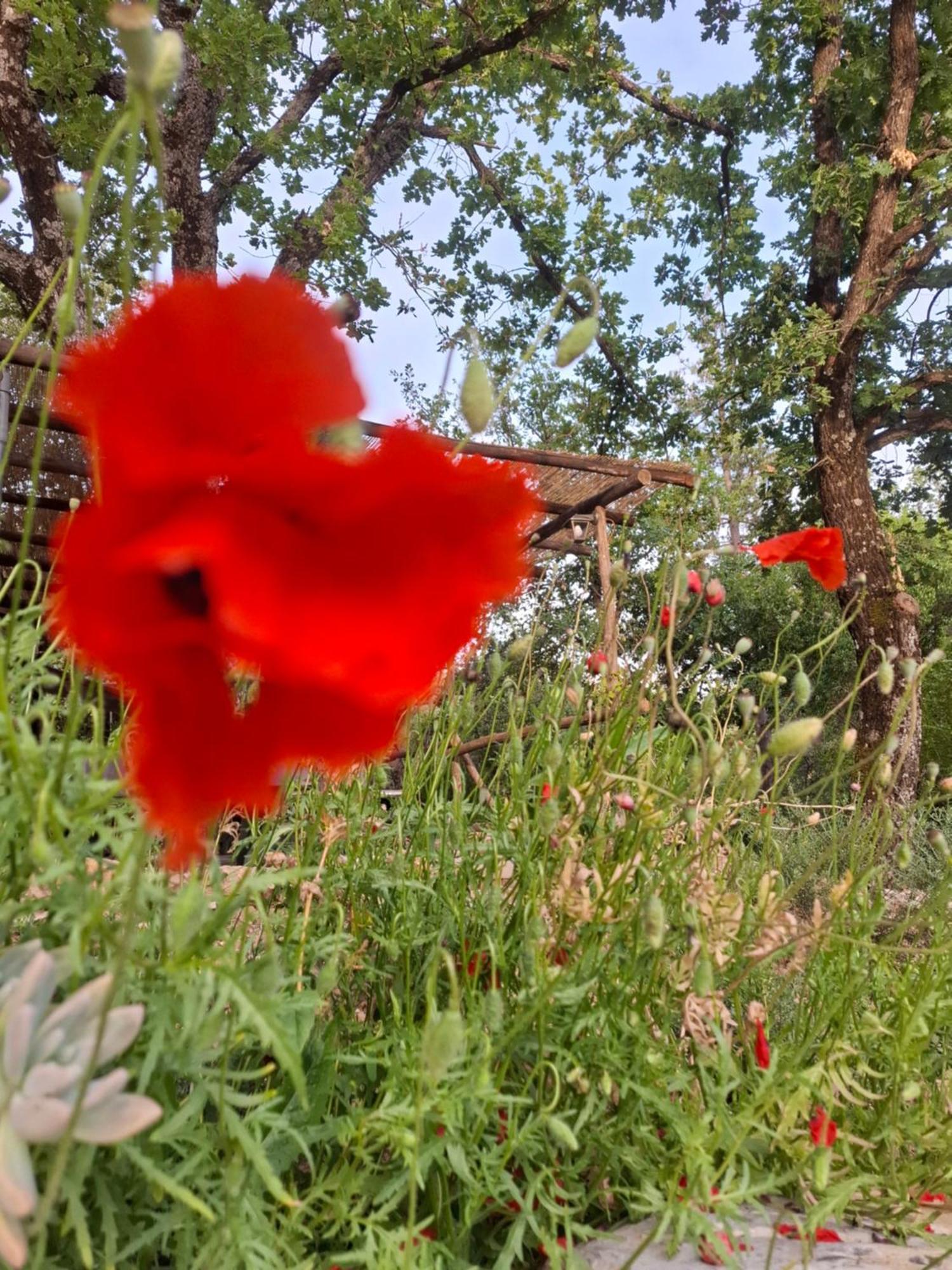 Agriturismo E Glamping Serraiola Alta Monterotondo  Exteriör bild